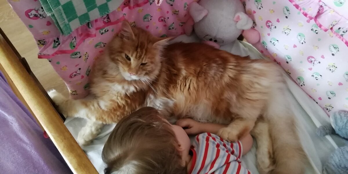 Мейн кун Коржик, 8 месяцев и Ромка. 