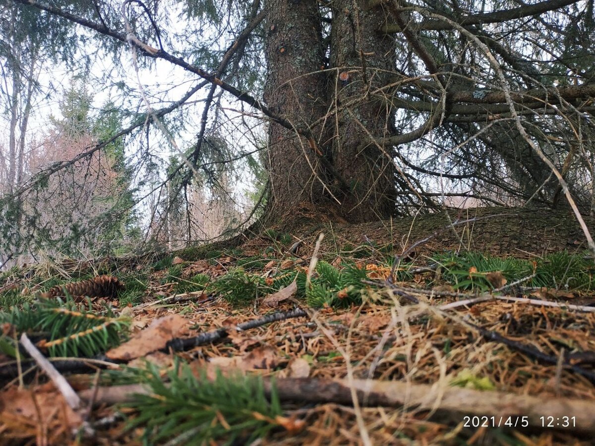 Ель по пути на пост "Крепость"