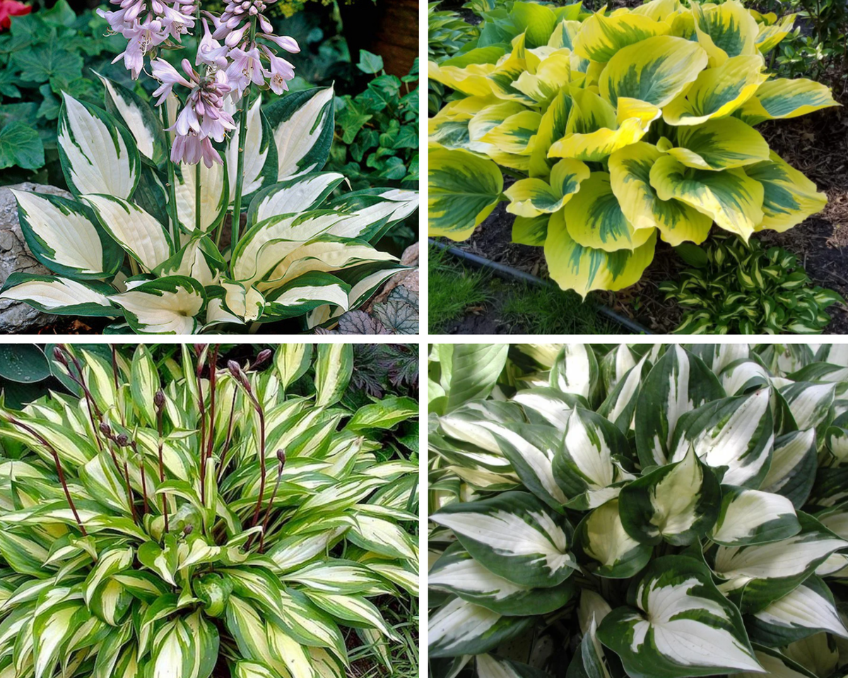 Хоста белоокаймленная (Hosta albomarginata)