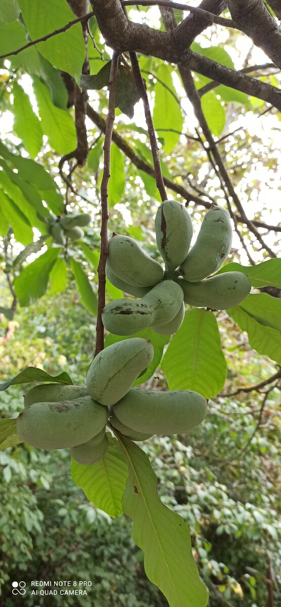 Азимина средней спелости с клубничным вкусом. Фото принадлежит автору