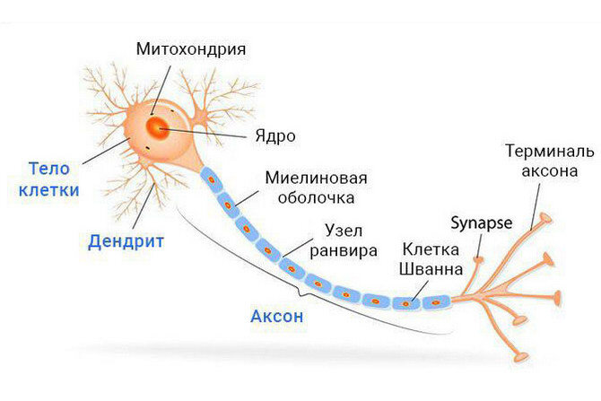 Картинка с сайта ponervam.ru