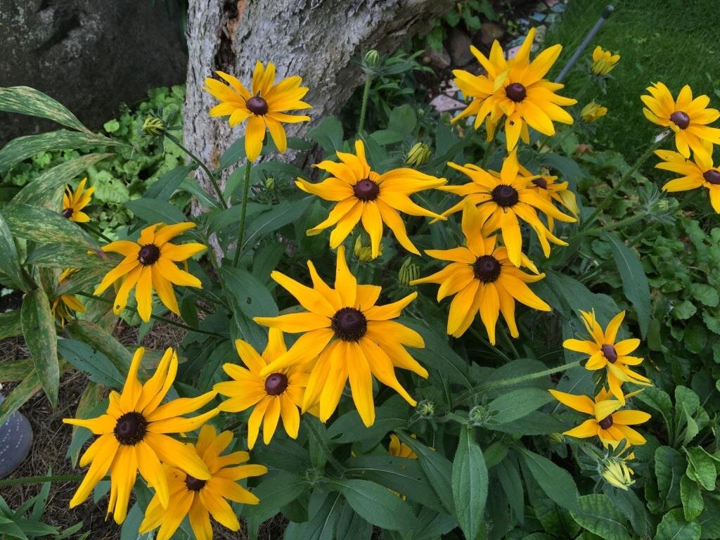 Рудбекия Rudbeckia Flamenco Yellow