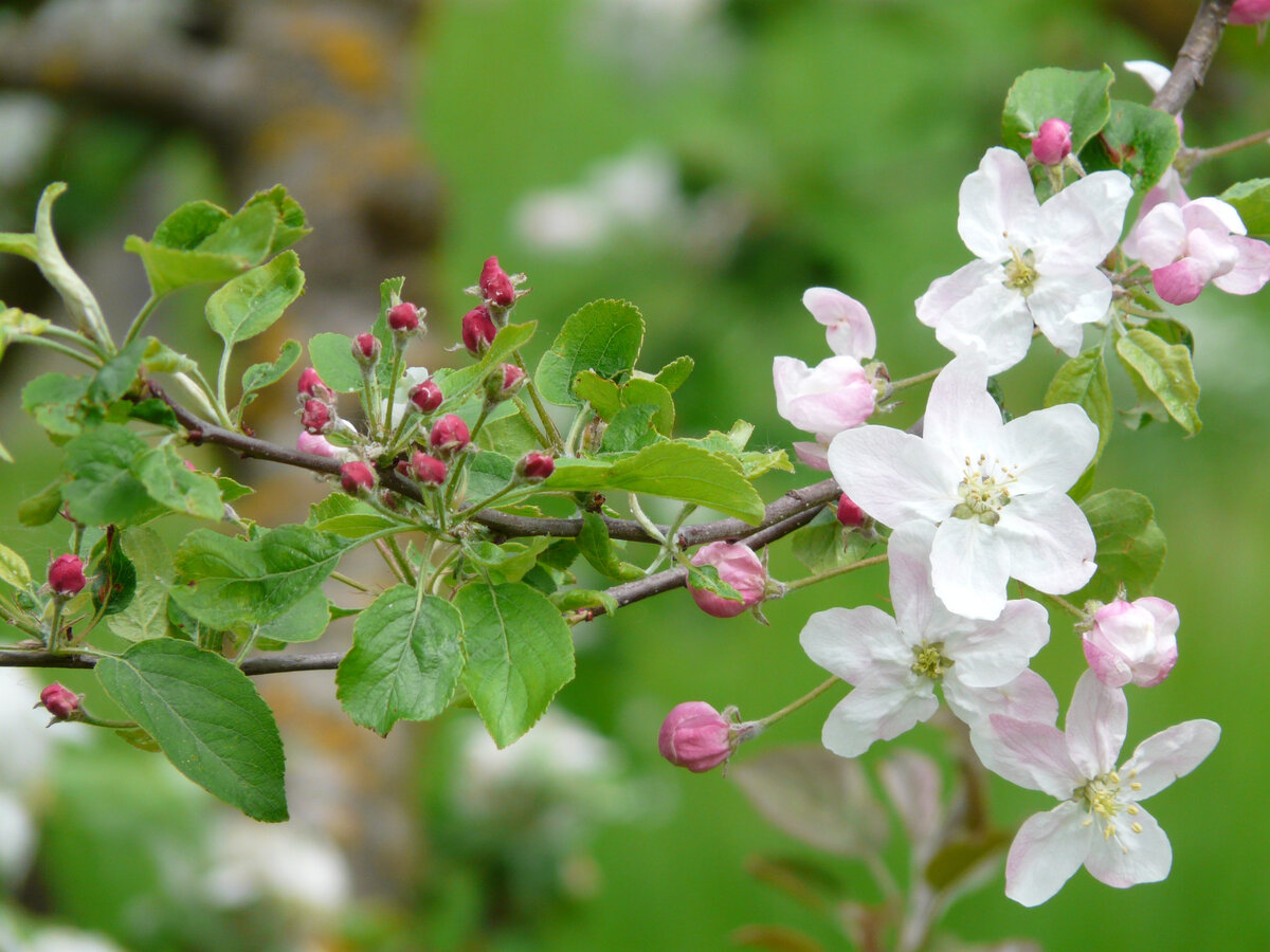 Яблоня Malus hyvingiensis