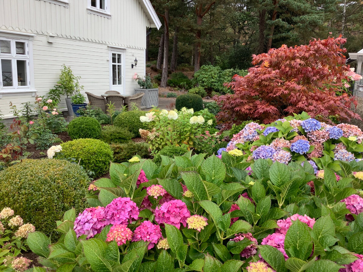 Крупнолистные гортензии Forever and Ever