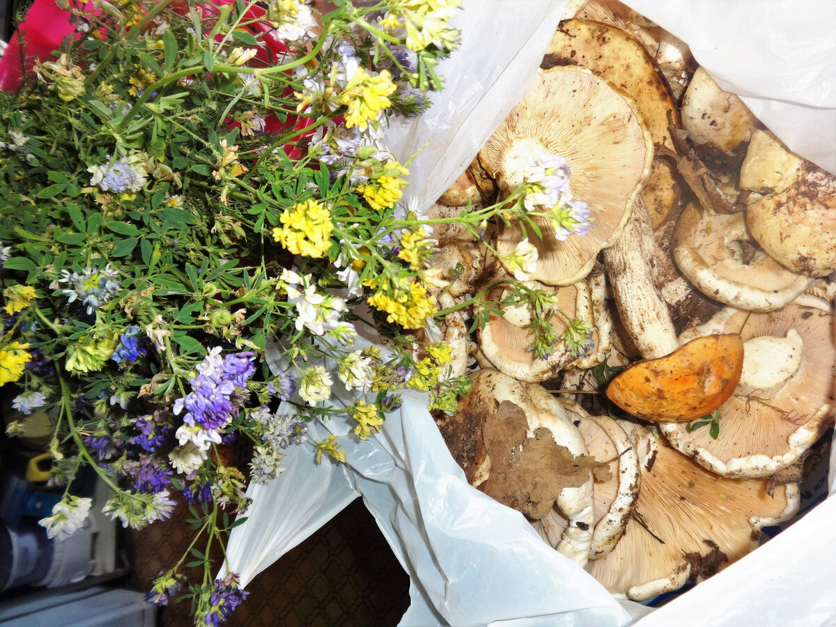 Иногда он едет нарезать веников, а возвращается с пакетом груздей или других грибов. Обязательно привезёт к завтраку из леса букет полевых цветов по сезону, он у меня  романтик :)