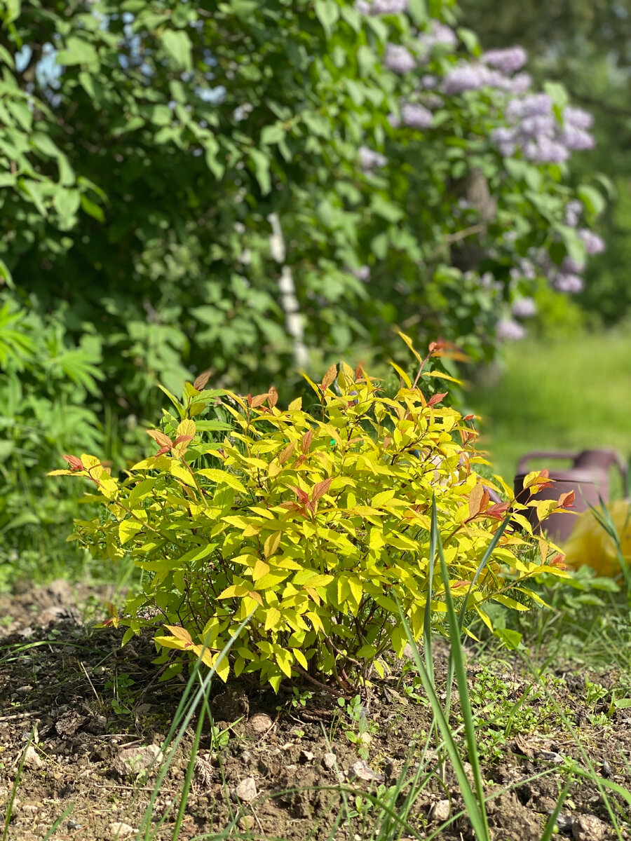 Спирея «Голдфлейм» в начале июня. Фото автора 