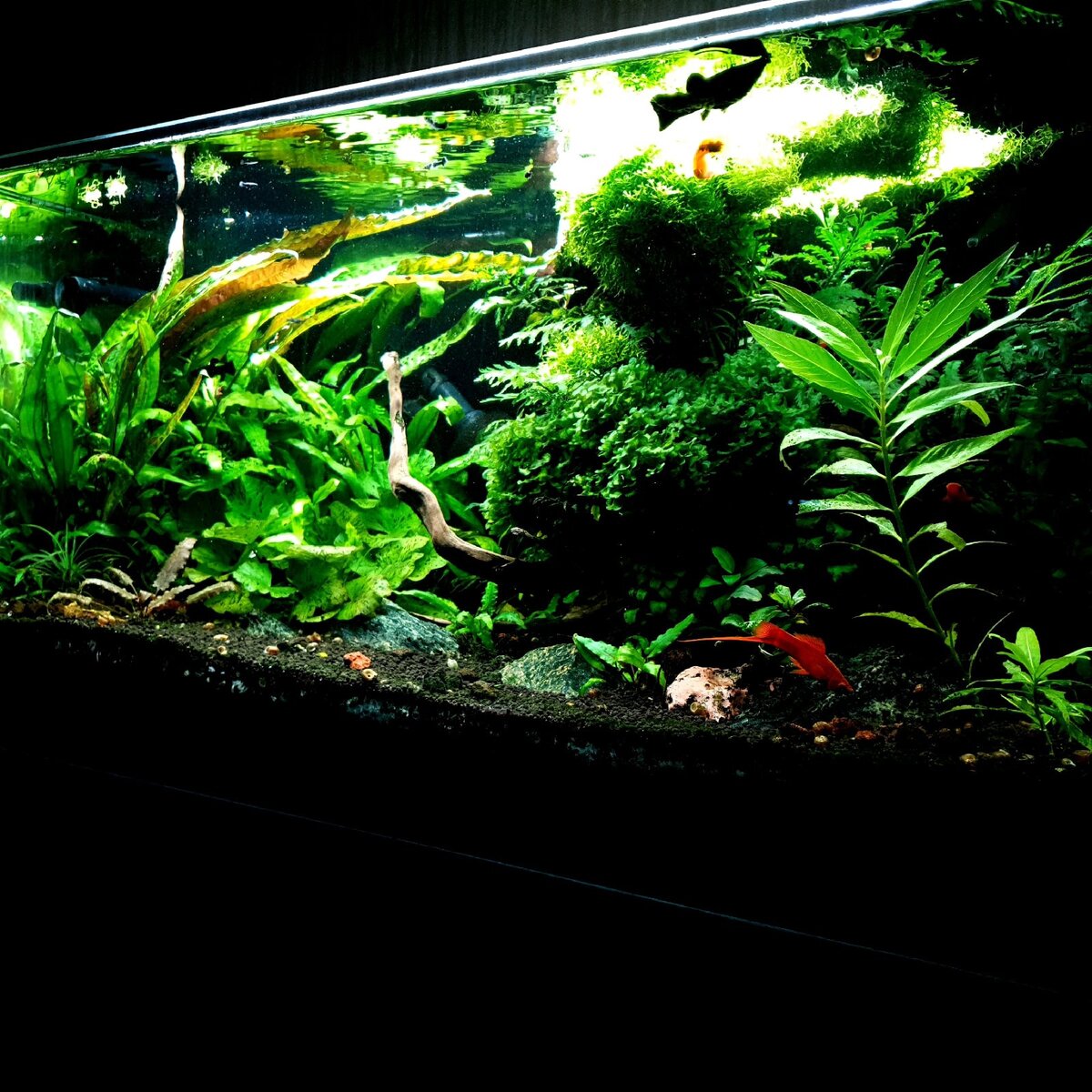 Мой 120-литровый аквариум-травник. Таинственный и завораживающий.