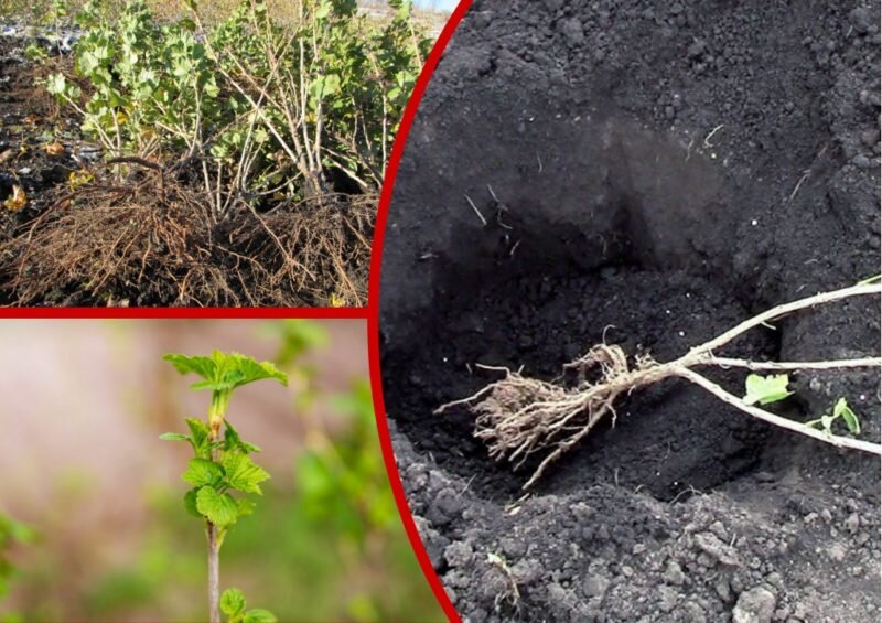 Осенняя посадка крыжовника.