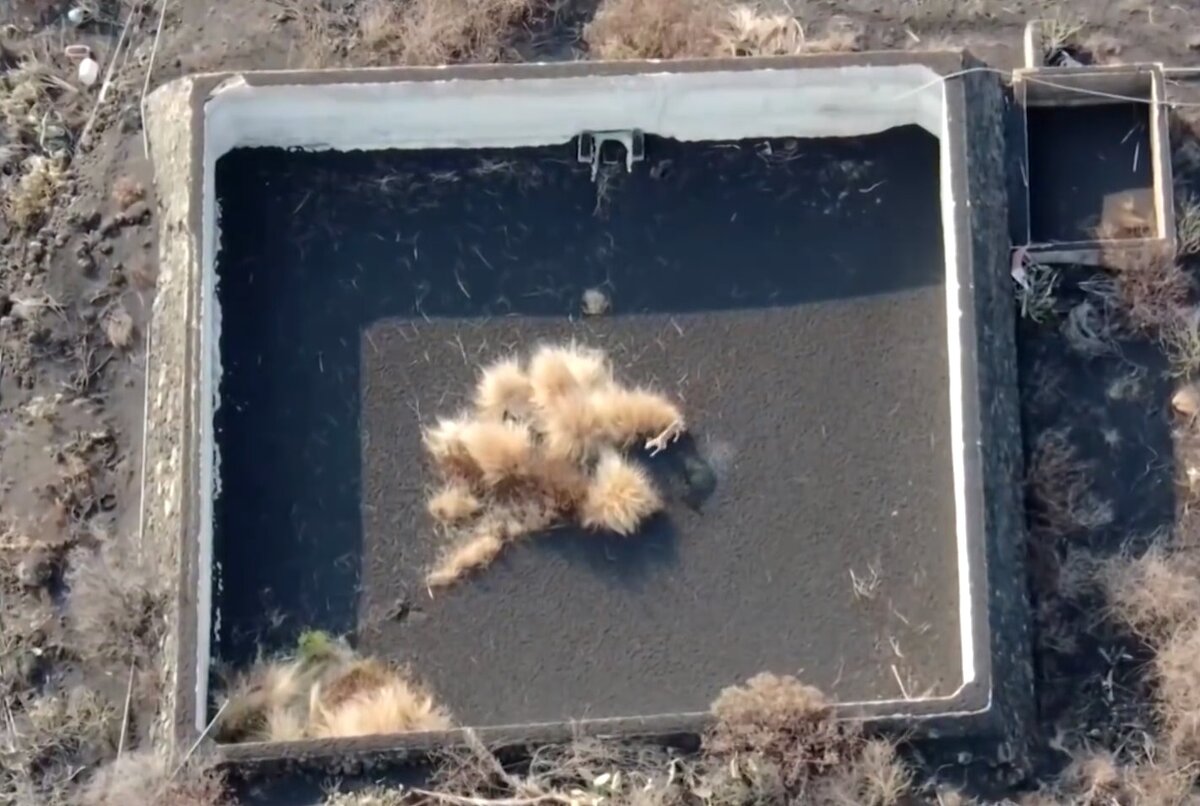 Собака спасла от дронов. Собаки до и после спасения. Ариша спасла маленькую собачку. Человек спасает собаку из проруби. Выбросили собак в мордовии приют.