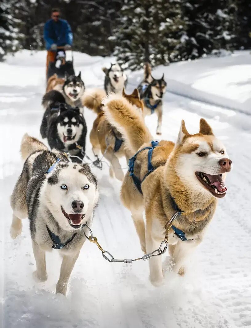 Ездовые собаки