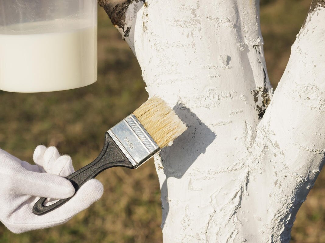 Фото: medicroslavl.ru