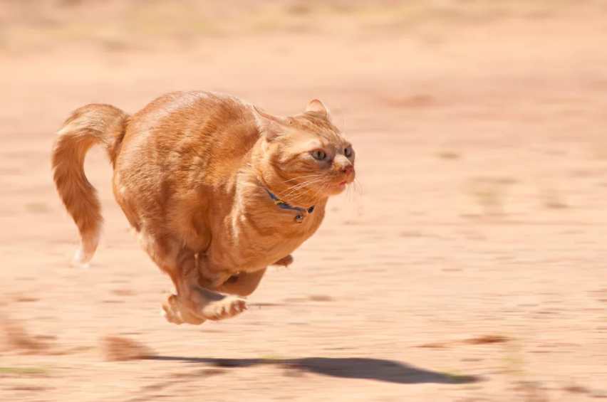 Кот стоит спиной. Кот на перилах. Кот спешит. Кот стоит в коридоре. Кот стоит спиной.