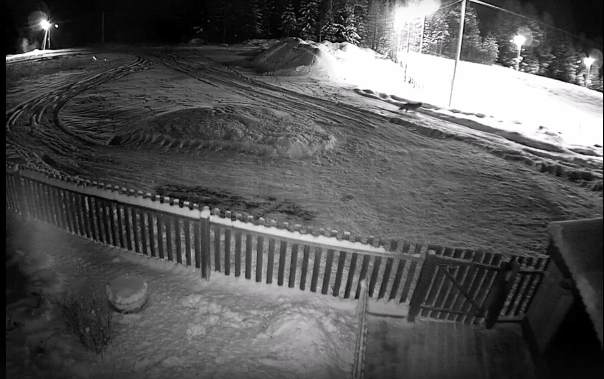 Волк на улице. Видео с камеры видеонаблюдения на одном из домов.