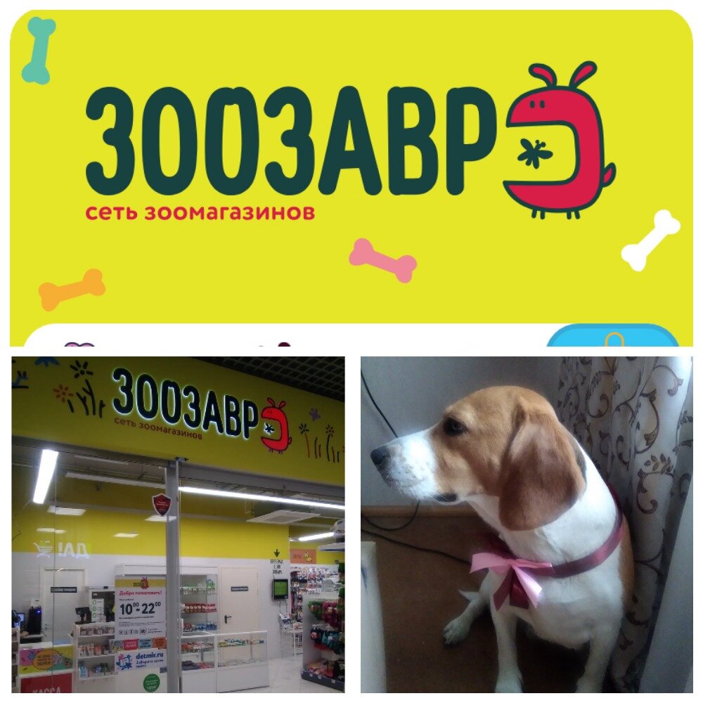 Галерея чижова зоомагазин. Сеть зоомагазинов зоозавр. Зоозавр зоомагазин. Зоозавр вологда. Зоозавр грин зеленоград.