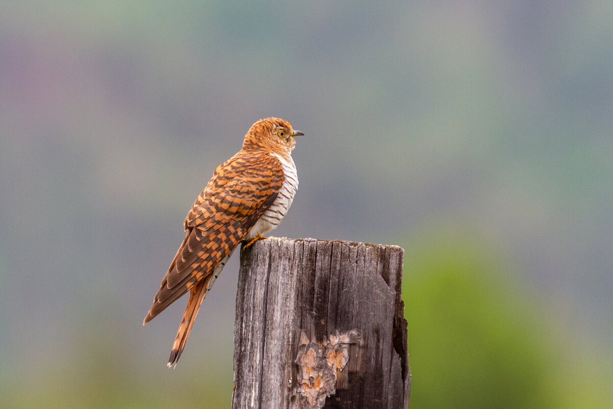 Кукушка обыкновенная, рыжая морфа