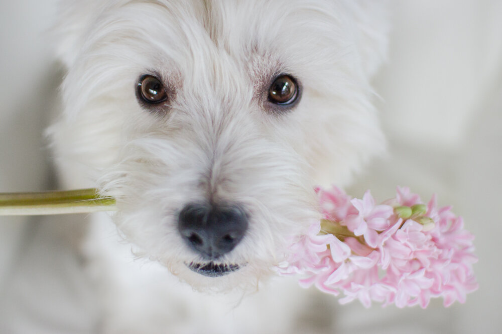 Вест-хайленд-уайт-терьер (Фото: https://www.flickr.com/photos/photografics-by-claire/11714118773/)