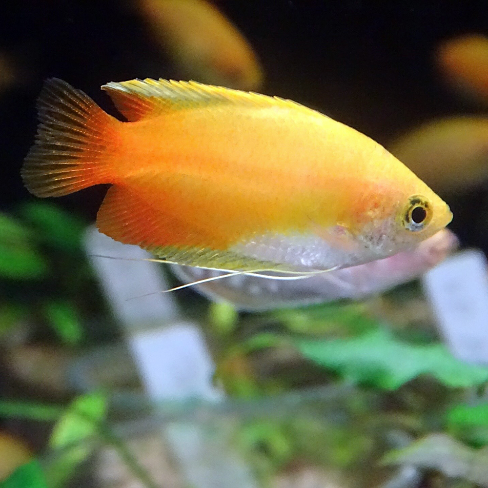 Yellow Fish Catamaran