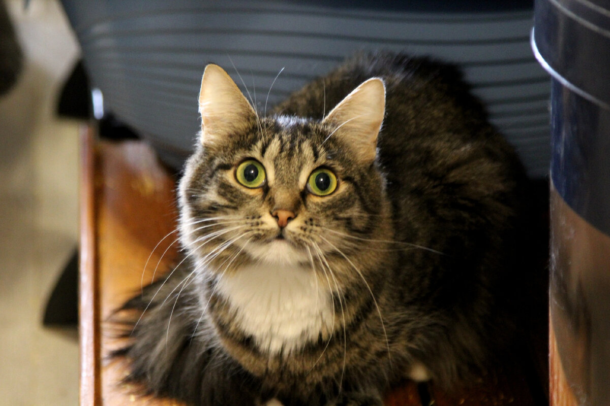 Знаете ли вы, что если тигр голоден, то человек может развить скорость до пятидесяти километров в час?