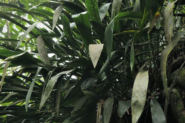 аспидистра или дружная семейка