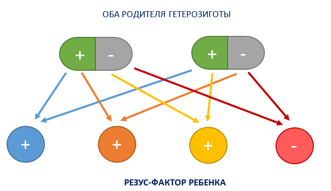 Если у обоих родителей положительный резус. У положительных родителей отрицательный ребенок.