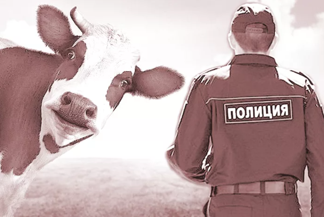 Украли корову. Полиция корова. Коровья полиция. Полицейские коровьи. Козел военный