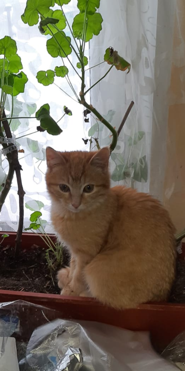 Поел, можно и поспать. В цветах.