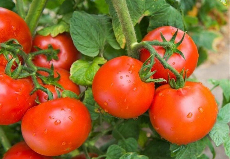 Сотр Санька.  Видео в конце статьи