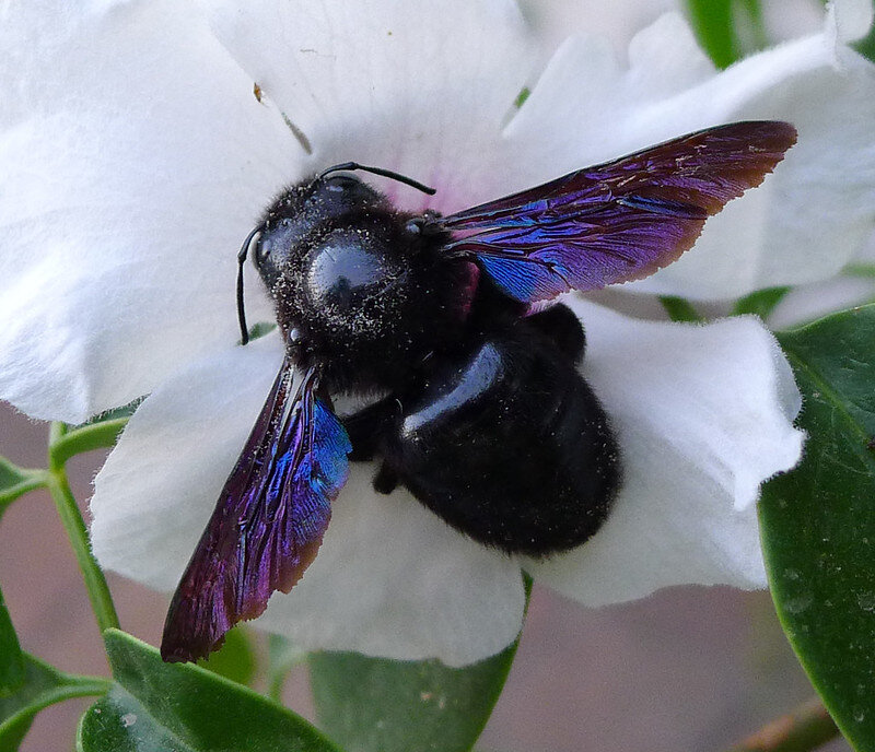 Пчела-плотник обыкновенная. Фото gailhampshire (flickr.com)
