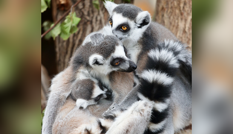ФОТО: ЛЕНИНГРАДСКИЙ ЗООПАРК / VK