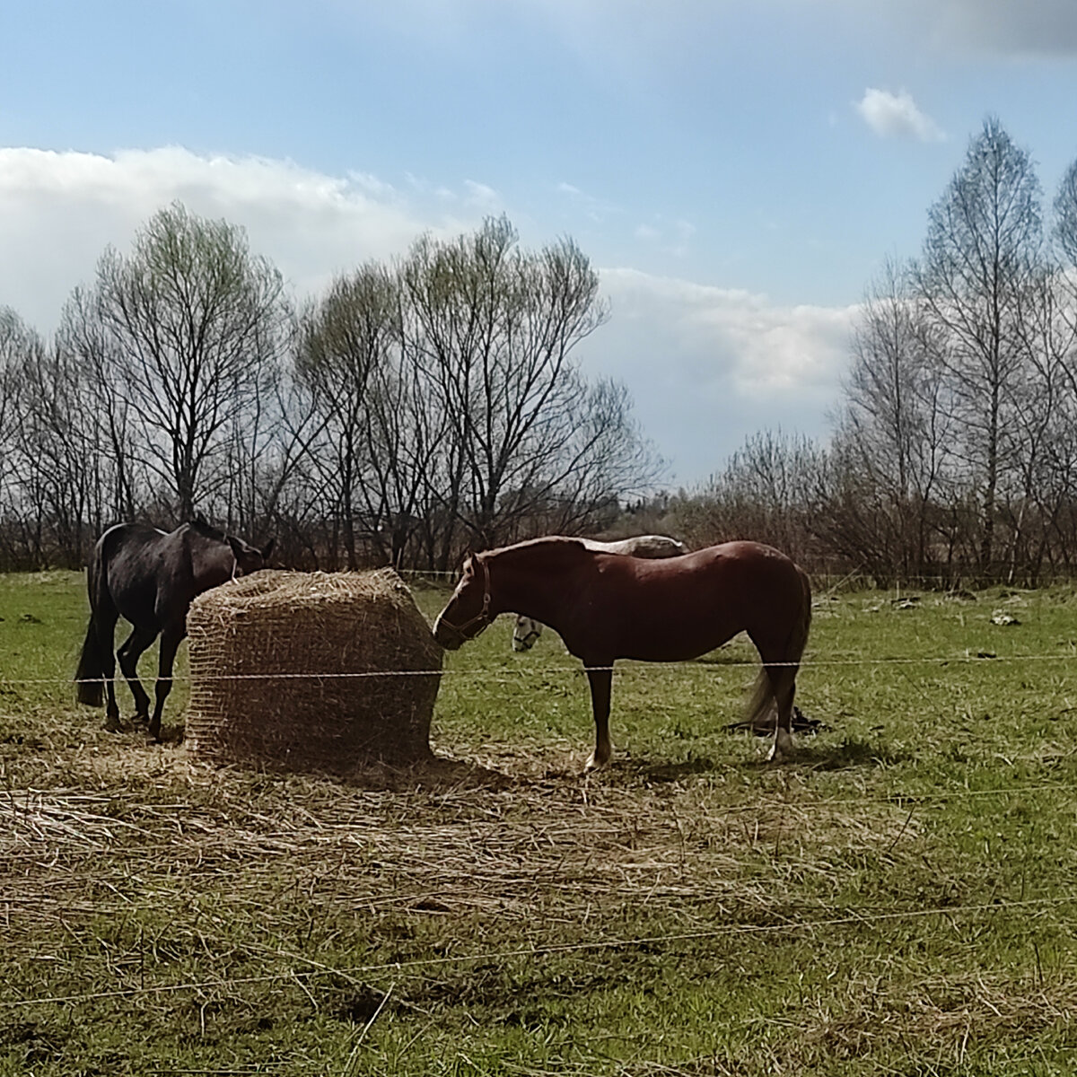 Фото автора)