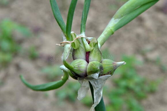 Лук многоярусный