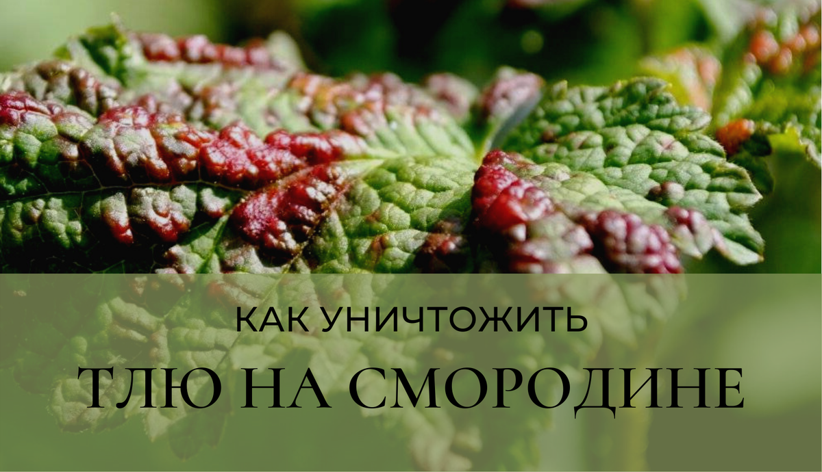 Как уничтожить тлей на смородине