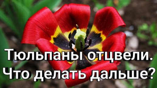 Тюльпаны отцвели. Что делать дальше?