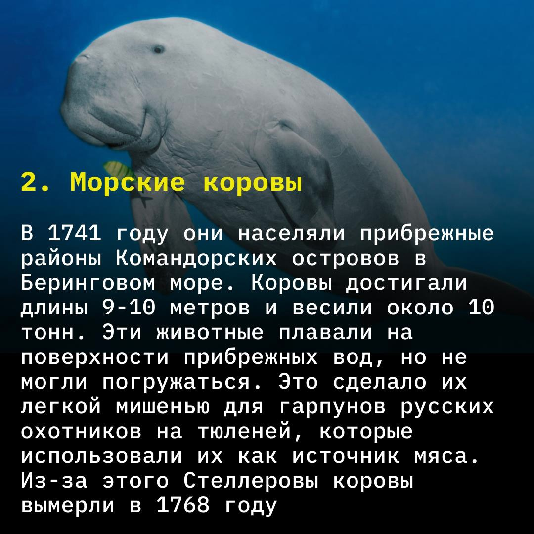 Морская корова черное море