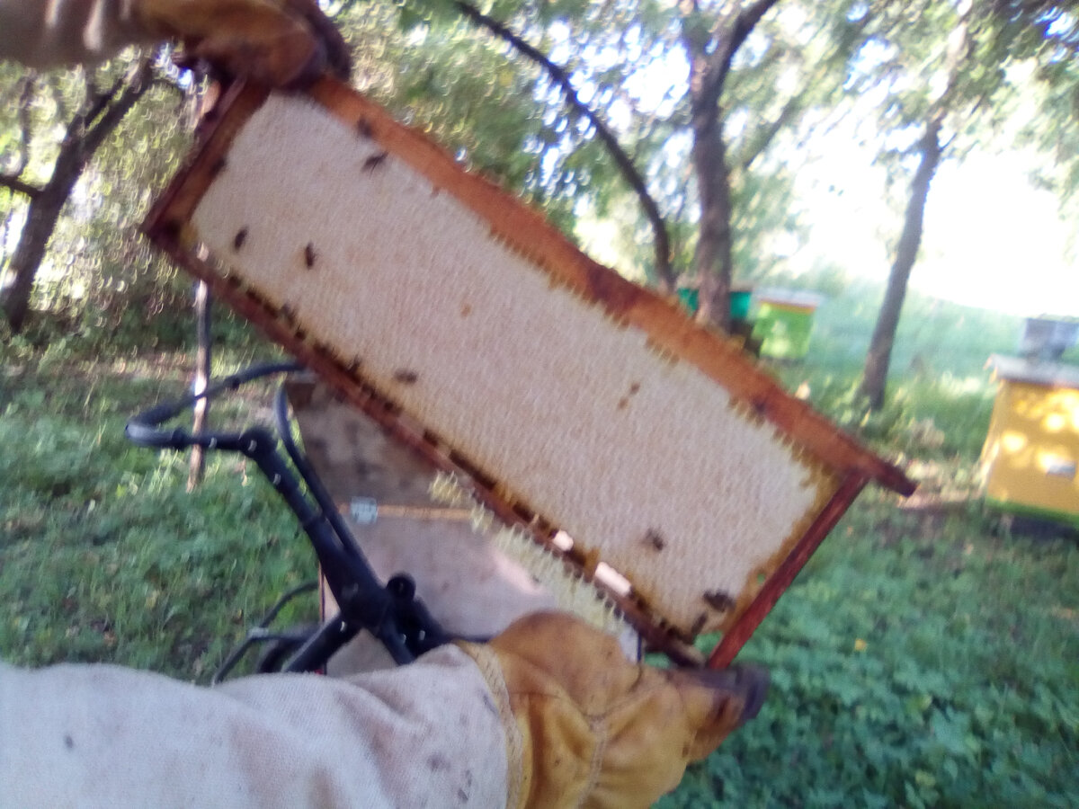 среднерусская пчела