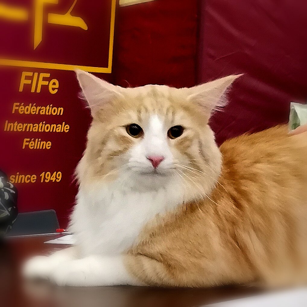 Бесики на выставке FIFe