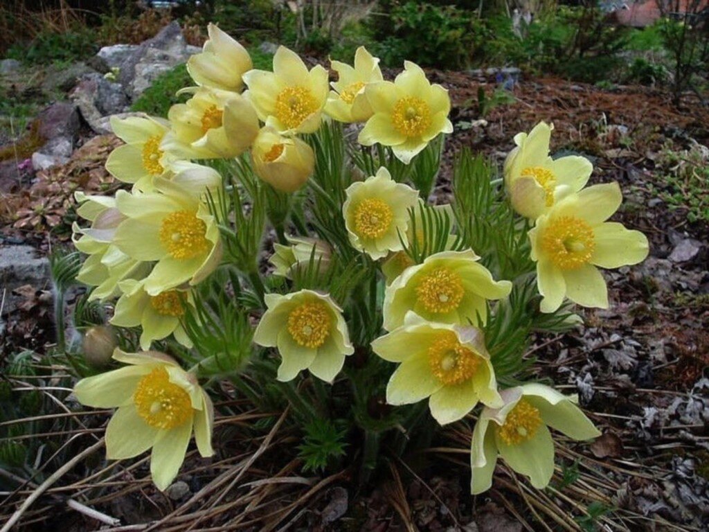 Сибирский желтый. Прострел желтеющий Pulsatilla flavescens. Прострел желтеющий (Сибирский Подснежник). Прострел цветок желтый. Прострел Альпийский.