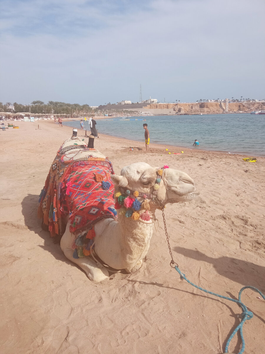 Верблюд египетский. В Киргизии и Казахстане они тоже есть, но - другие