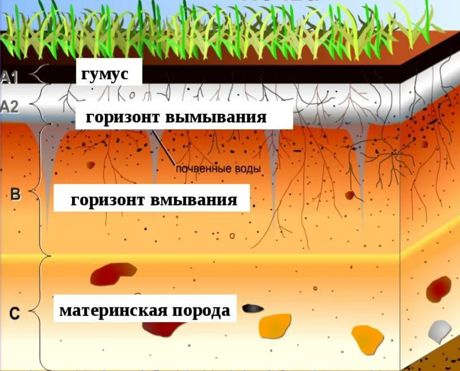 Почвенный горизонт 