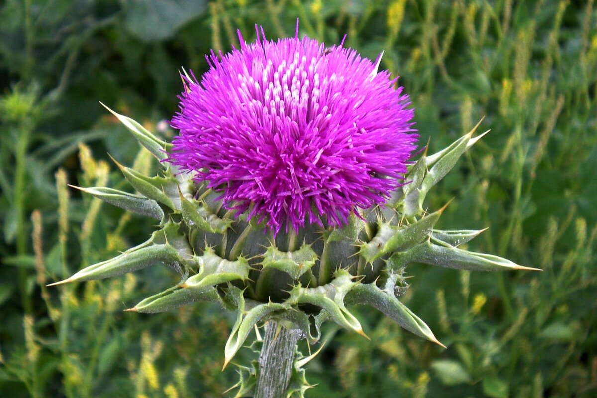 Thistle перевод. Татарник чертополох. Расторопша пятнистая. Расторопша чертополох татарник. Расторопша пятнистая (Silybum Marianum).