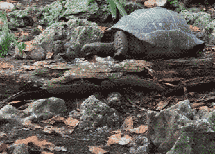 Самка гигантской черепахи (Aldabrachelys gigantea) охотится на птенца малой кланяющейся крачки (Anous tenuirostris). 
A. Zora and J. Gerlach / Current Biology, 2021