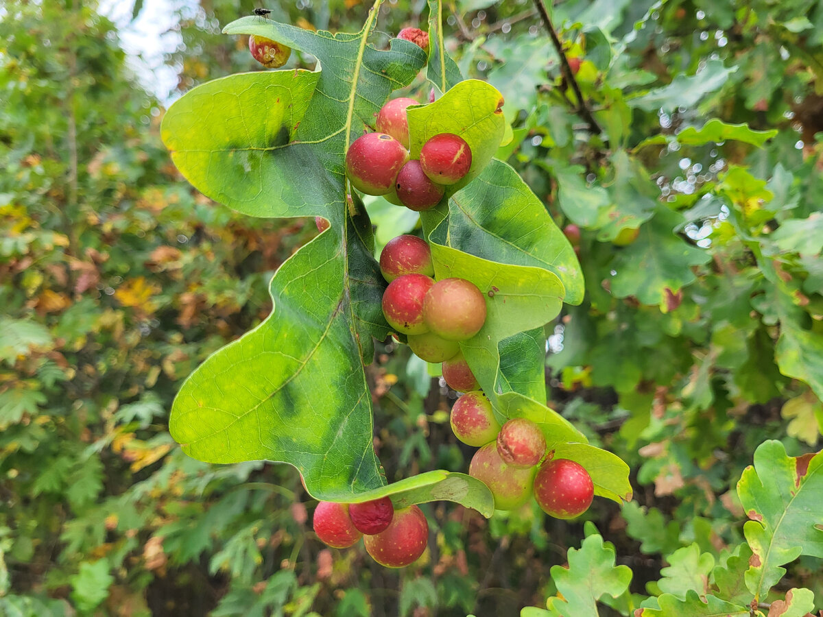 Фото сделано в Московской области - молодой дуб.