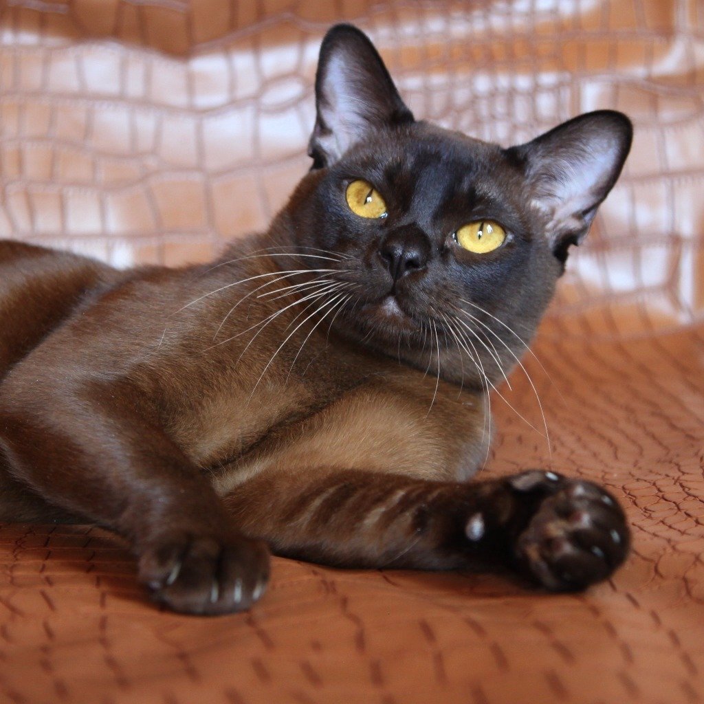 Кошка коричневая короткошерстная. Бурманская кошка. Европейская Бурма. Бурманская кошка европейская. Европейская Бурма котята.