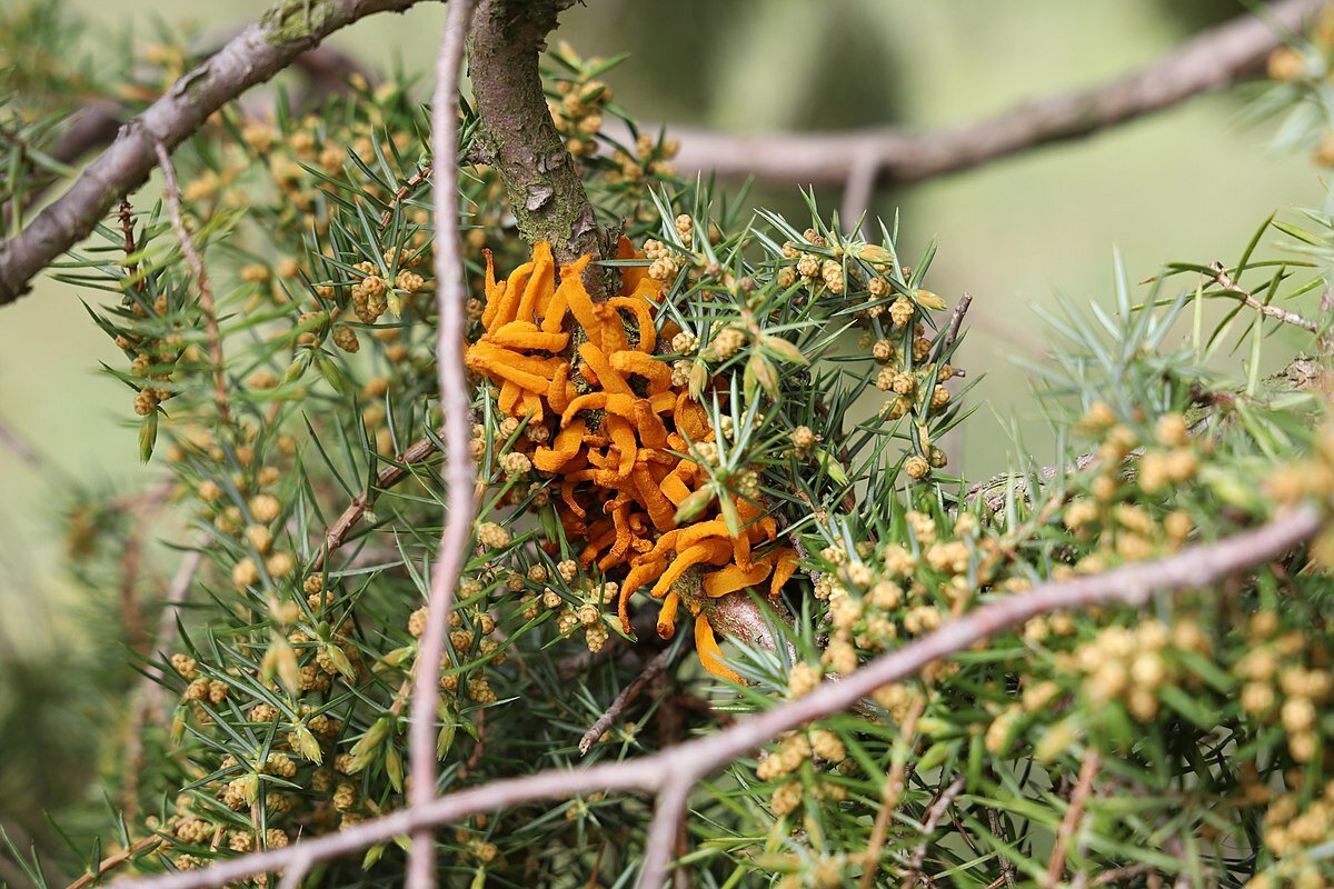 Ржавчина можжевельника