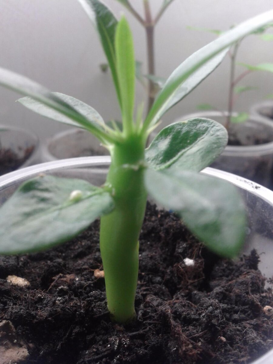 Пахиподиум из семян  ФОТО АВТОРА