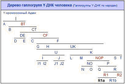 Таблица "Дерево гаплогрупп Y-хромосомы человека".