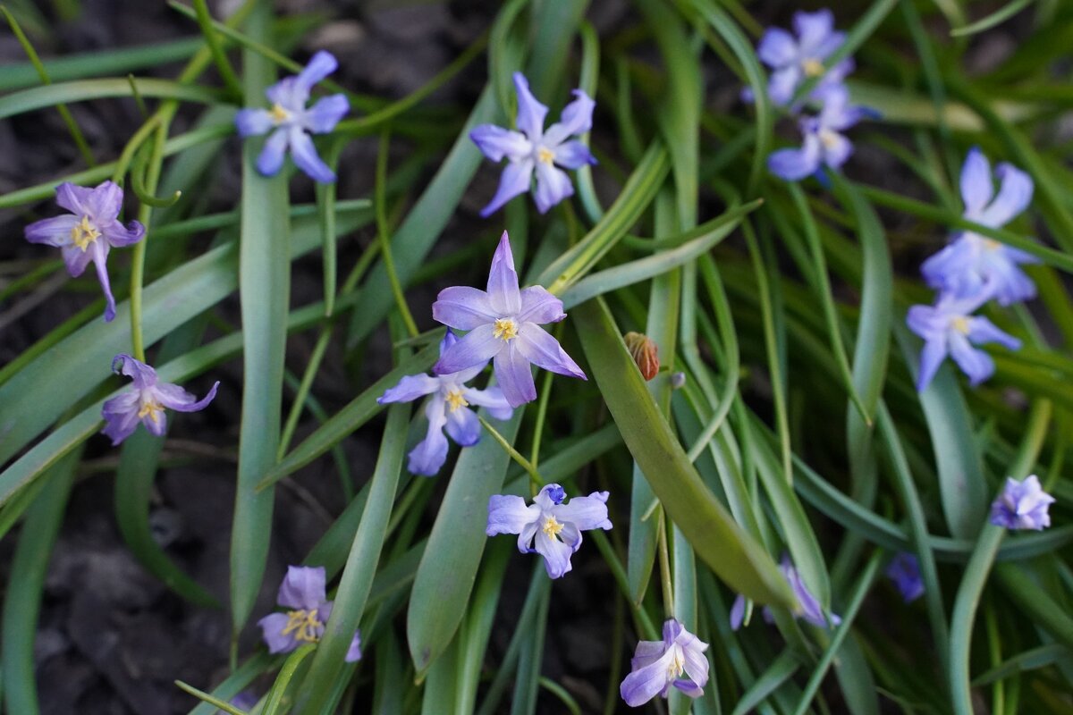 Природа возвращается в города