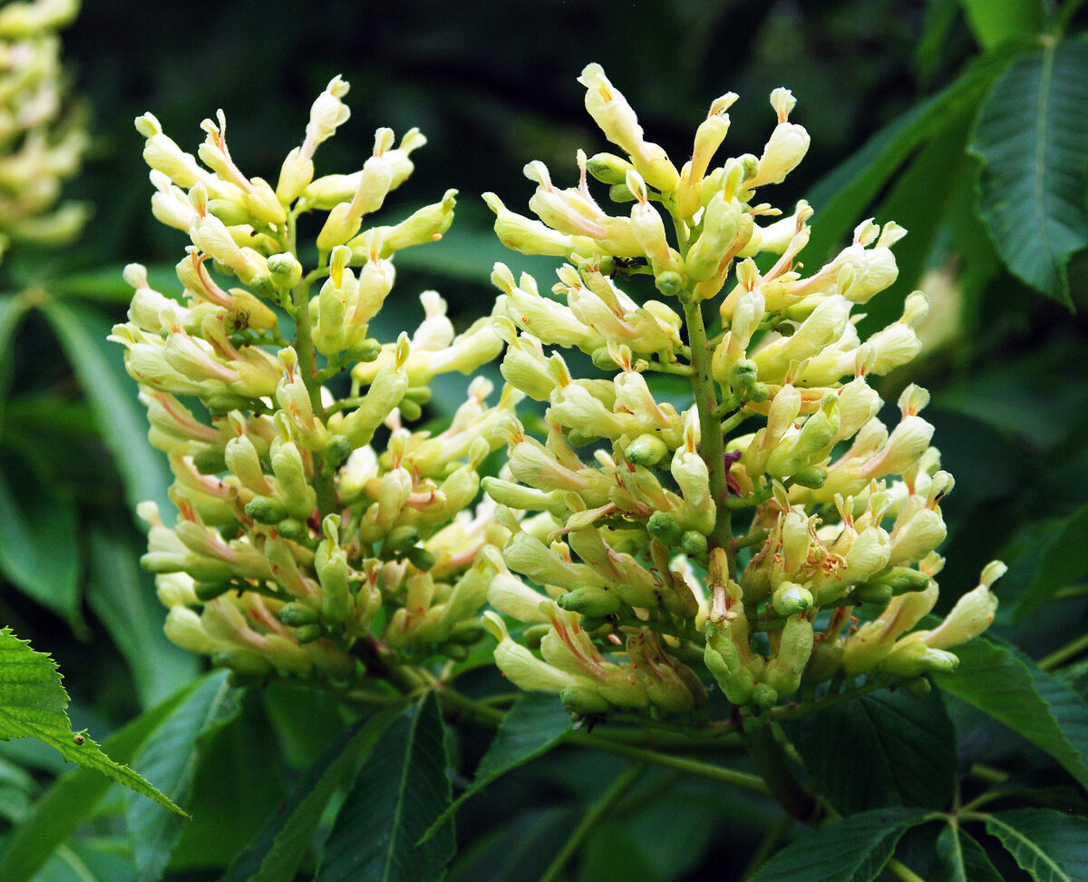 Конский каштан желтый (Aesculus flava)