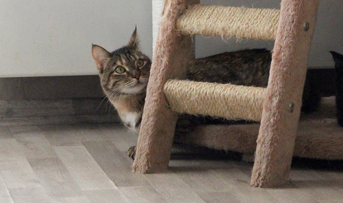 А нужно только негромко позвать: "Лилушаааааааааааааа..."