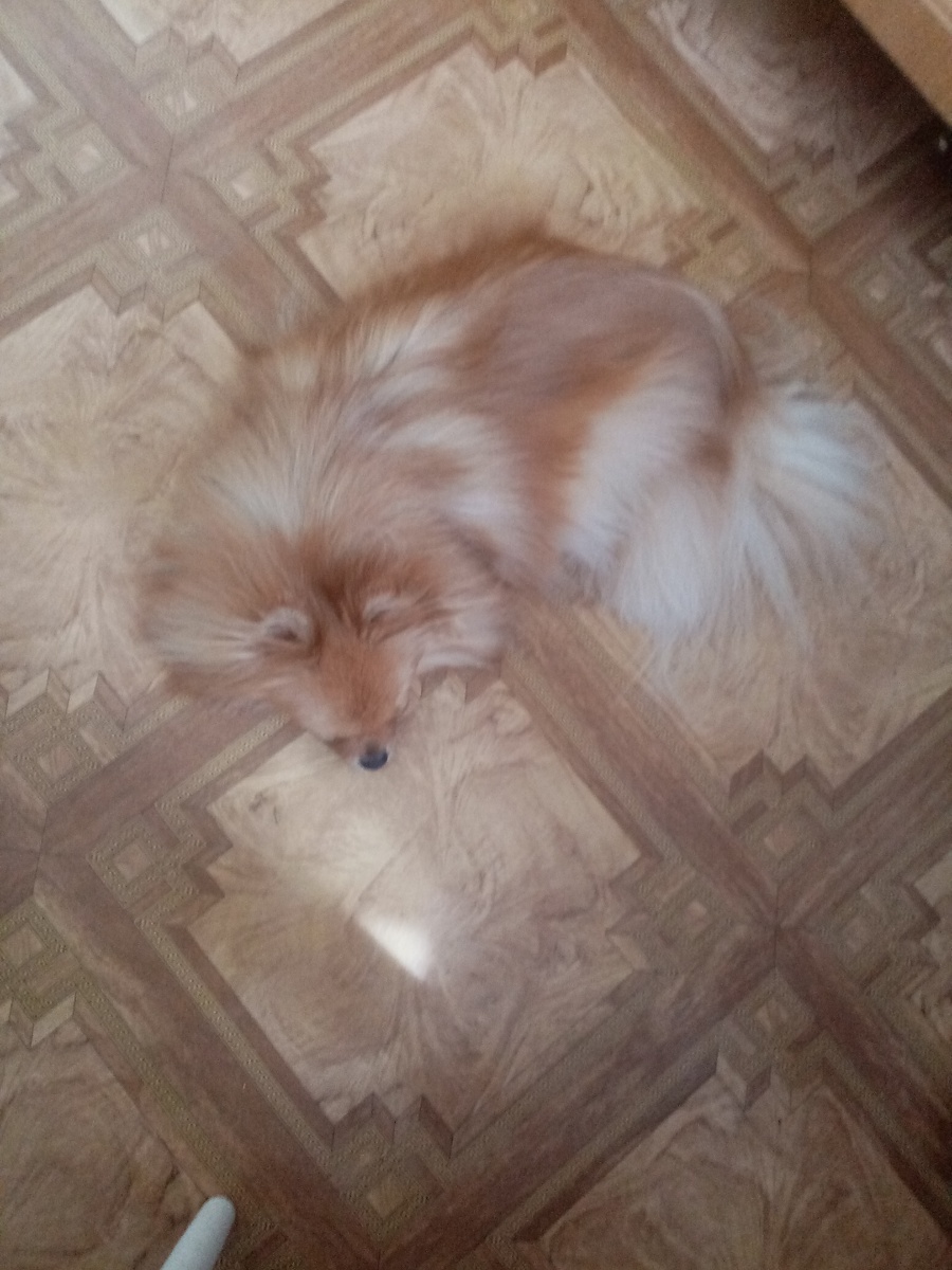 Моя собака гений по пряткам